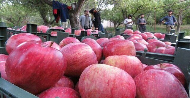 صادرات سیب مرند به ۱۰ کشور